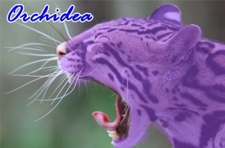 Orchidea (A régi csapat - Orchidea)